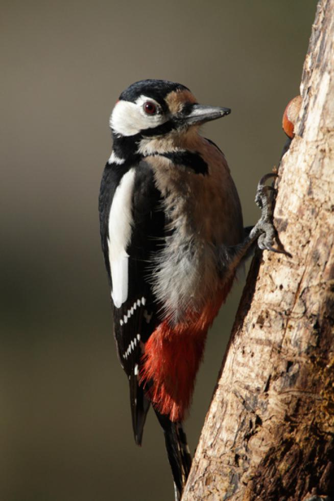 Imagen 39 de la galería de Pico picapinos - Great spotted woodpecker